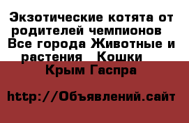  Экзотические котята от родителей чемпионов - Все города Животные и растения » Кошки   . Крым,Гаспра